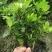 四季栀子花