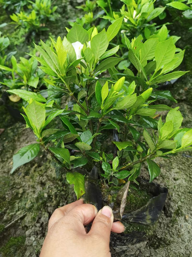 四季栀子花