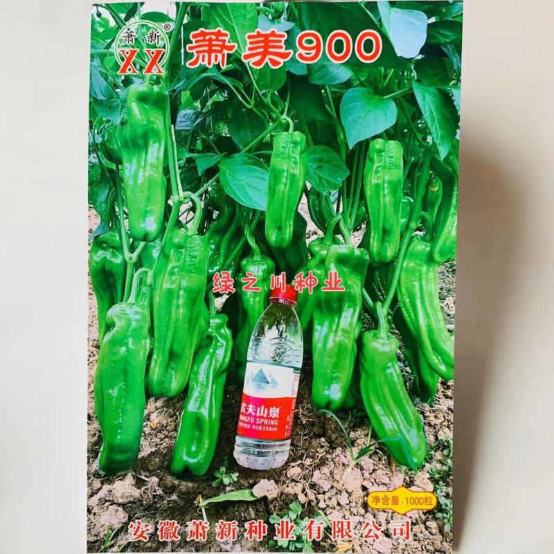 萧美900辣椒种子大果早熟青果亮绿长灯笼型泡椒种子高产