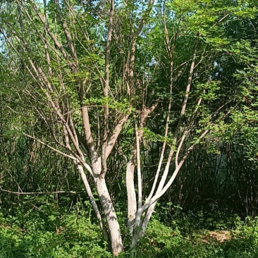 丛生五角枫，元宝枫，高度5-8米，3-5分支