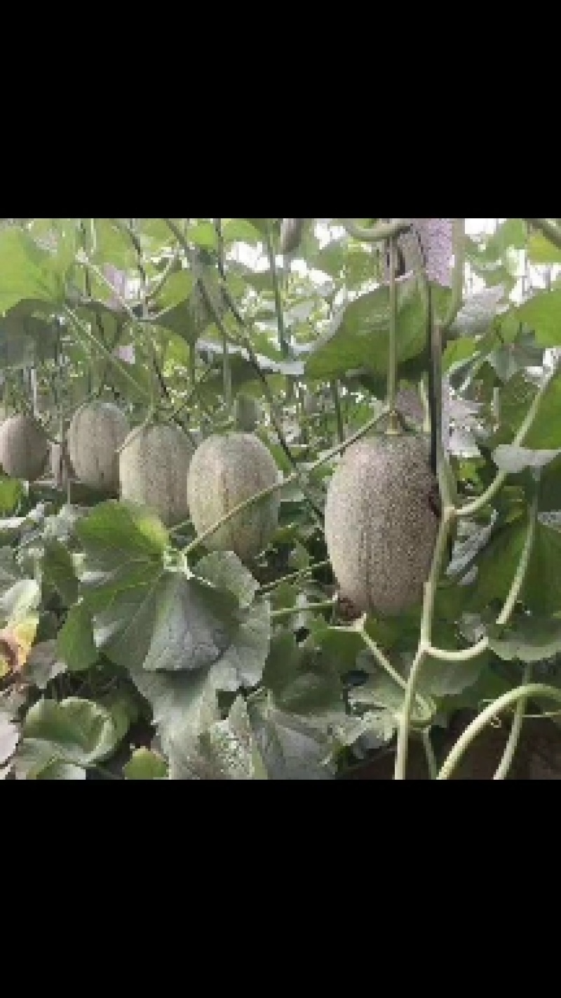 精品晓蜜25大量上市中欢迎选购