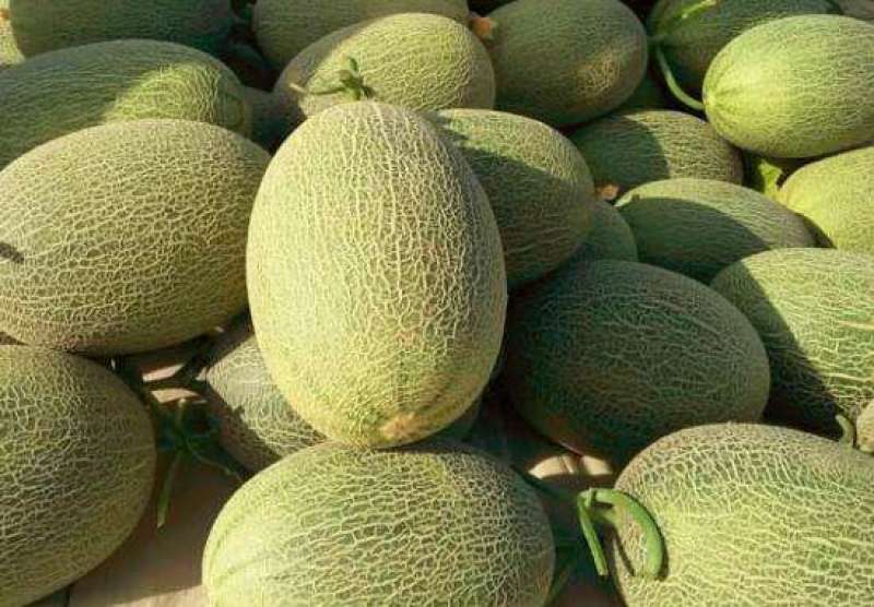精品晓蜜25大量上市中欢迎选购