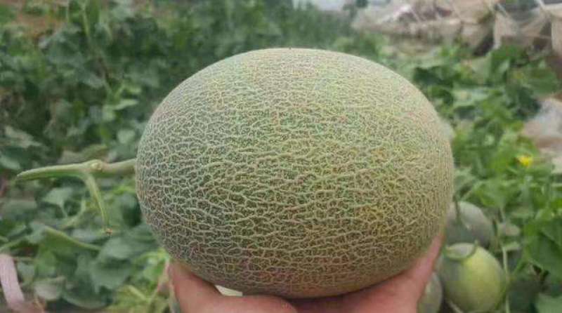 精品晓蜜25大量上市中欢迎选购