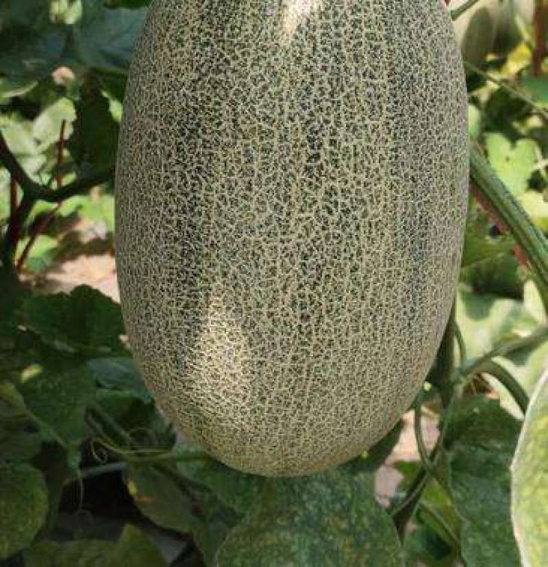 精品晓蜜25大量上市中欢迎选购