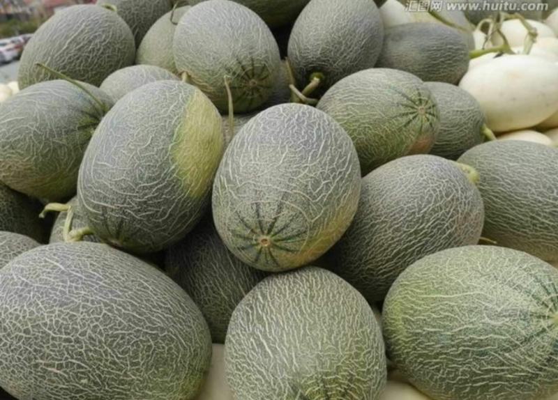 精品晓蜜25大量上市中欢迎选购