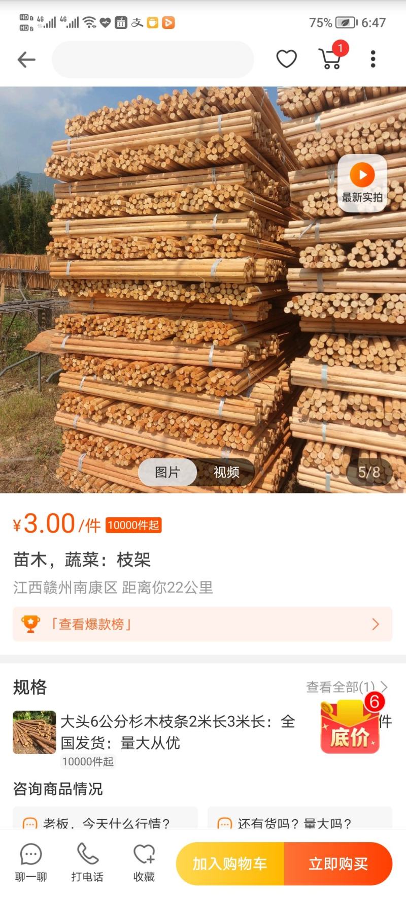 杉木：按木：枝条：大量现货欢迎订购
