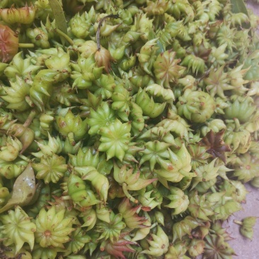 野八角草莽