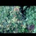 野八角草莽