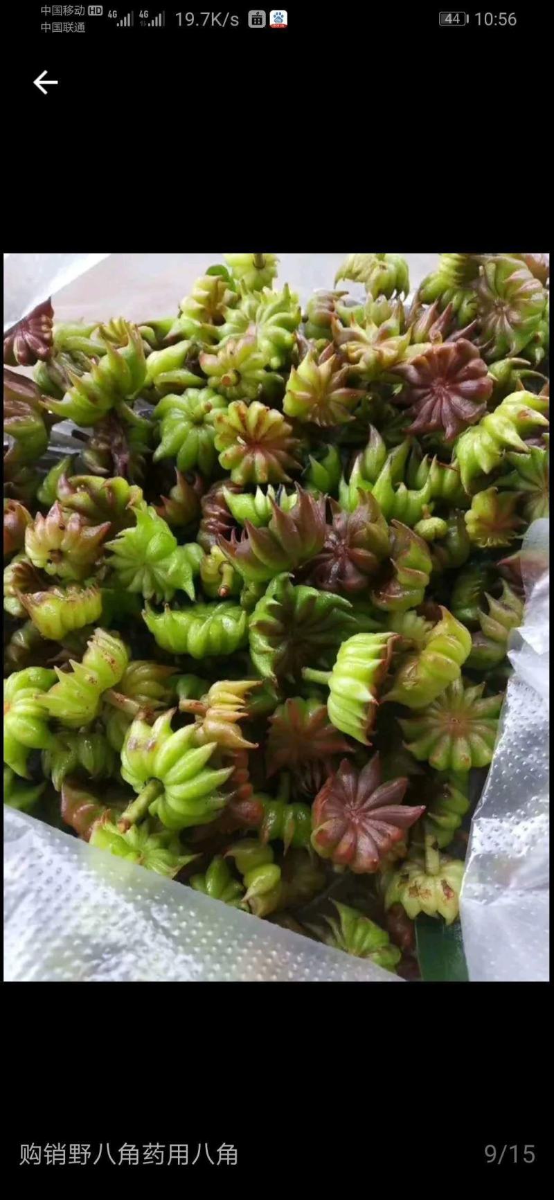 野八角草莽
