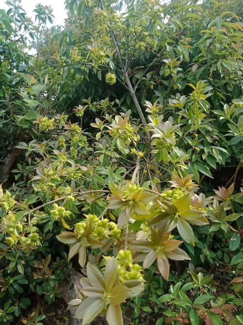 野八角草莽