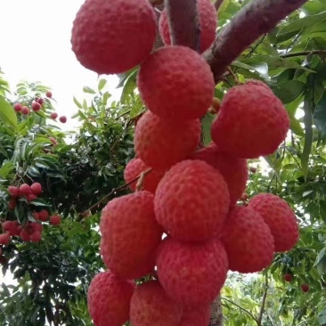 越州红荔枝嫁接苗,正品嫁接,包正品,大小规格都有