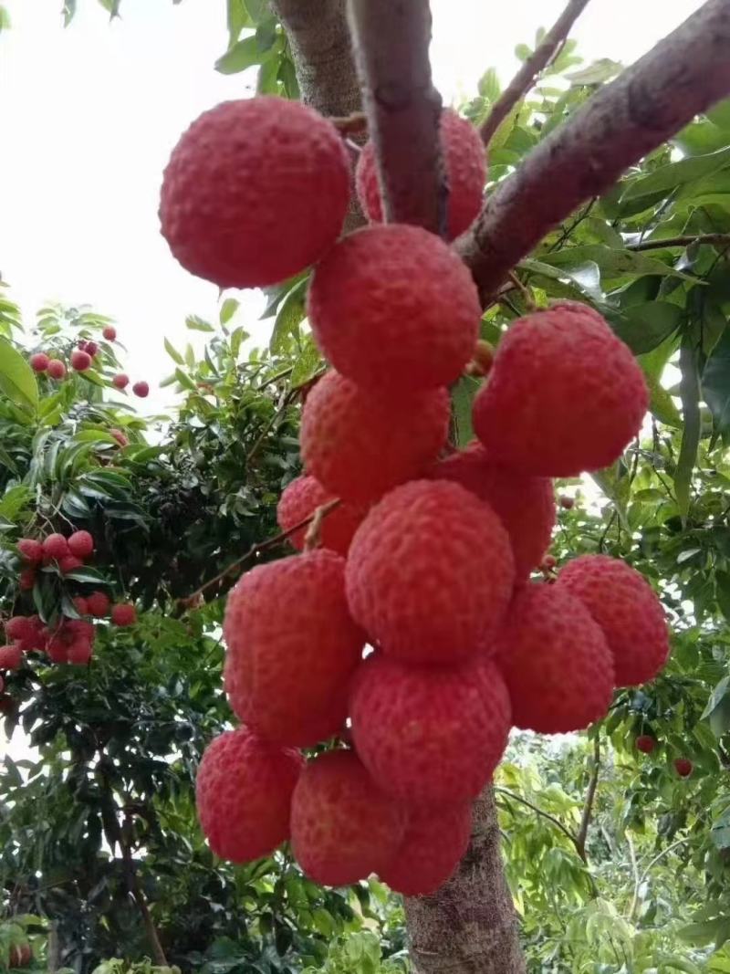 越州红荔枝嫁接苗，正品嫁接，包正品，大小规格都有