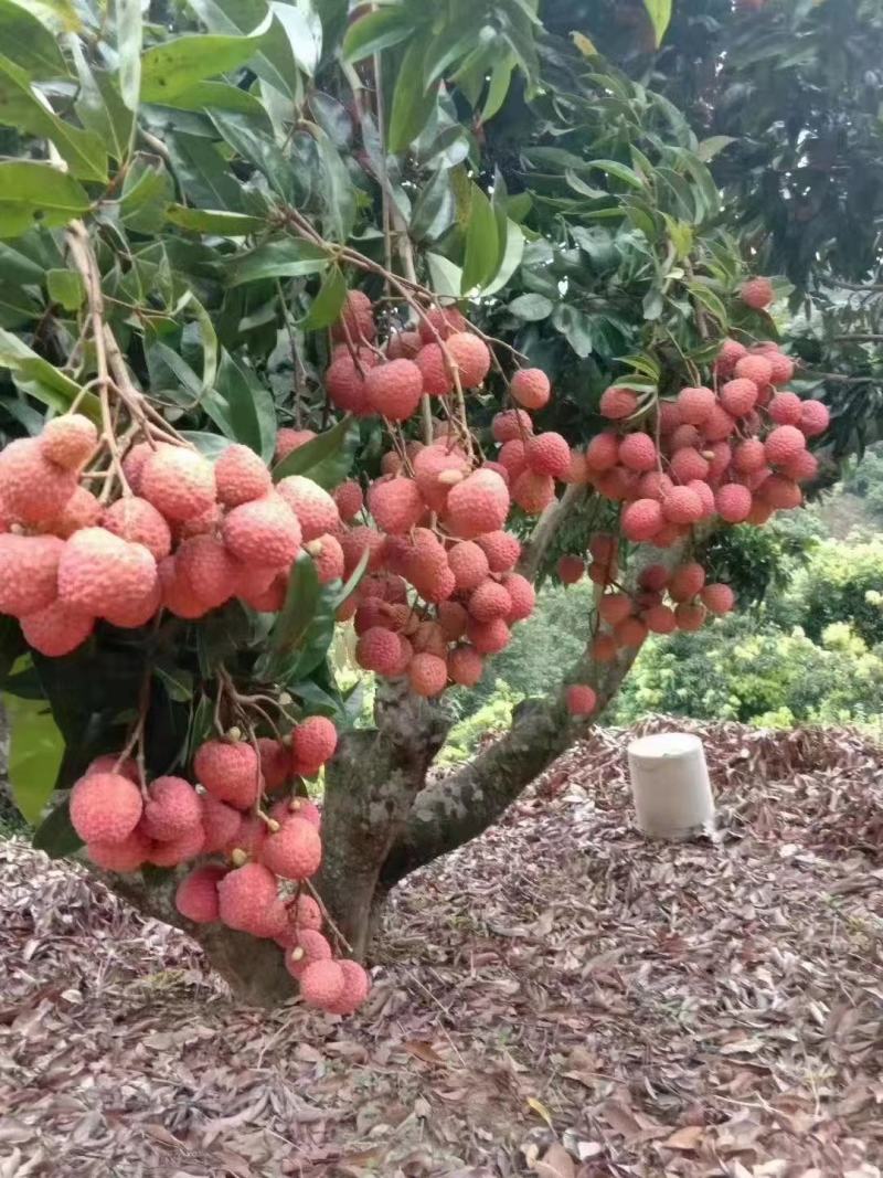 越州红荔枝嫁接苗，正品嫁接，包正品，大小规格都有