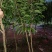 越州红荔枝嫁接苗,正品嫁接,包正品,大小规格都有