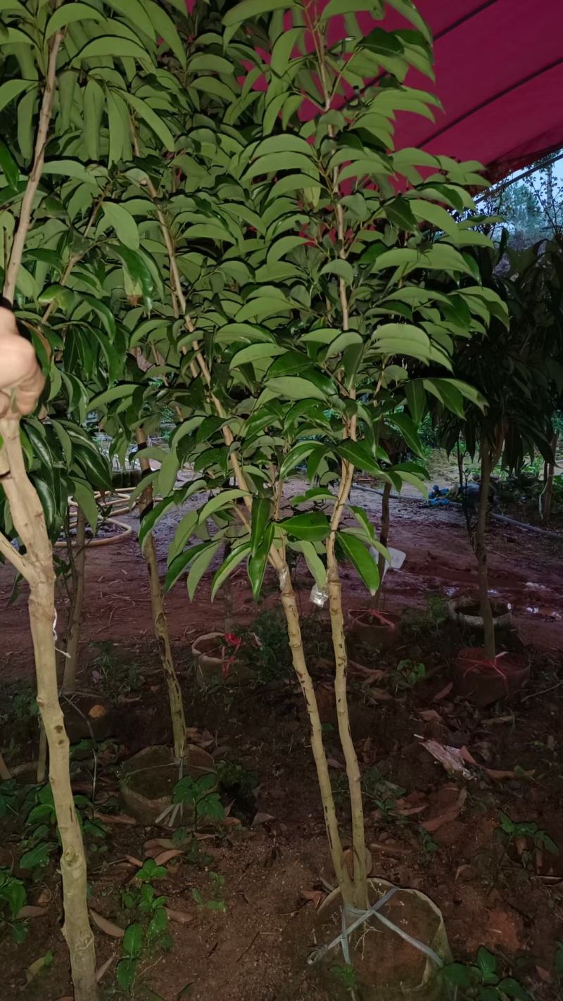 越州红荔枝嫁接苗，正品嫁接，包正品，大小规格都有