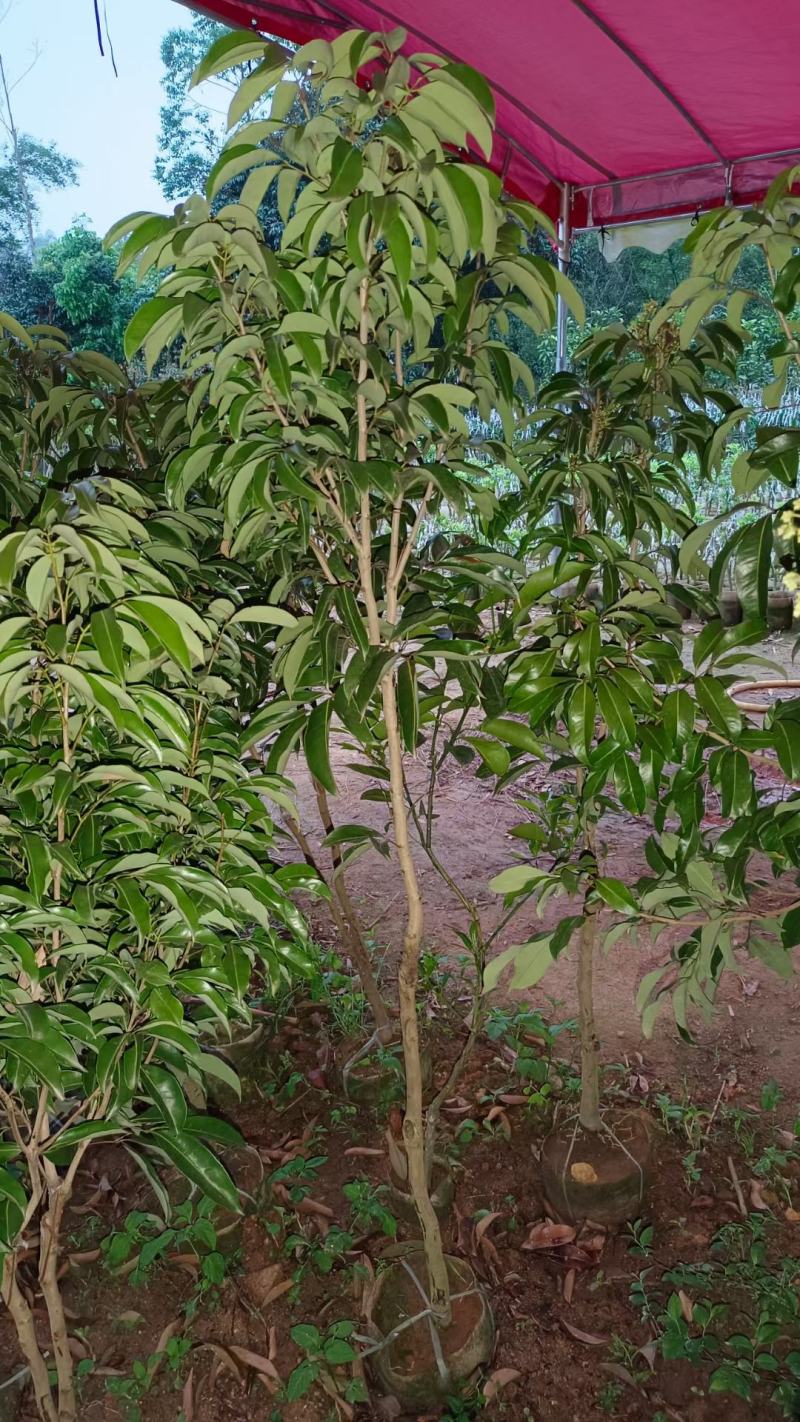 越州红荔枝嫁接苗，正品嫁接，包正品，大小规格都有