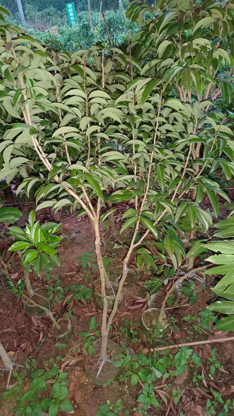 越州红荔枝嫁接苗，正品嫁接，包正品，大小规格都有