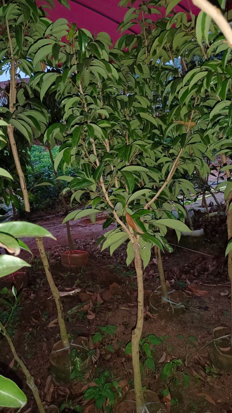越州红荔枝嫁接苗，正品嫁接，包正品，大小规格都有
