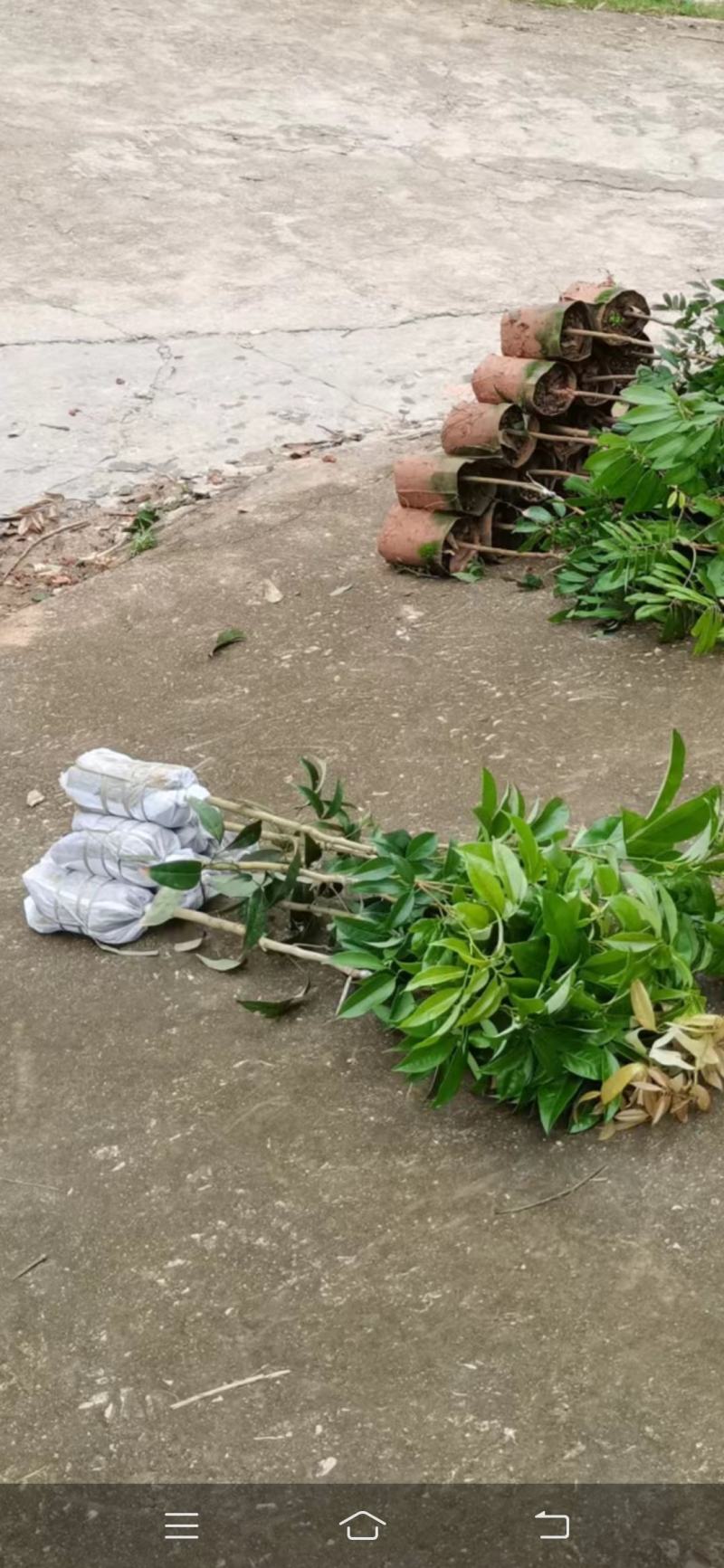 越州红荔枝嫁接苗，正品嫁接，包正品，大小规格都有