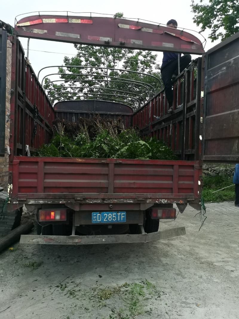 贵州野生精品下山桩南天竹