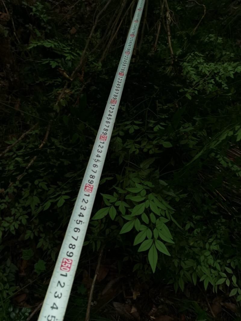 贵州野生精品下山桩南天竹