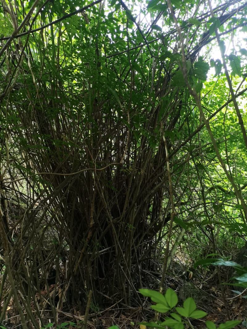贵州野生精品下山桩南天竹