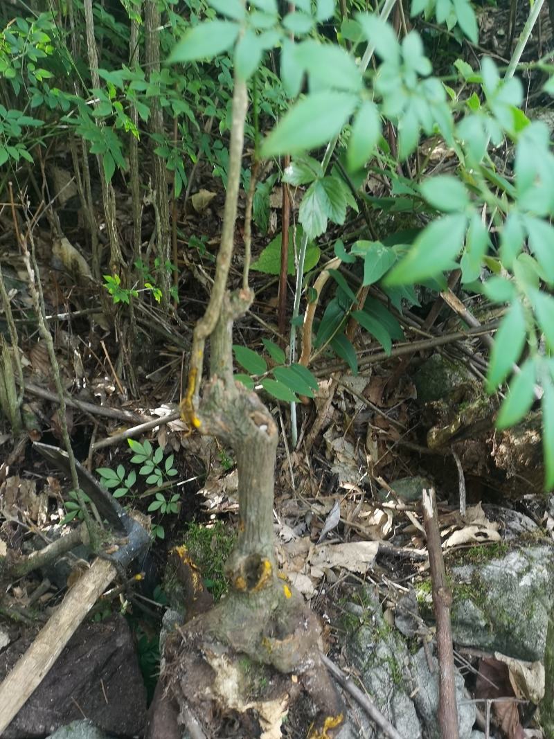 贵州野生精品下山桩南天竹