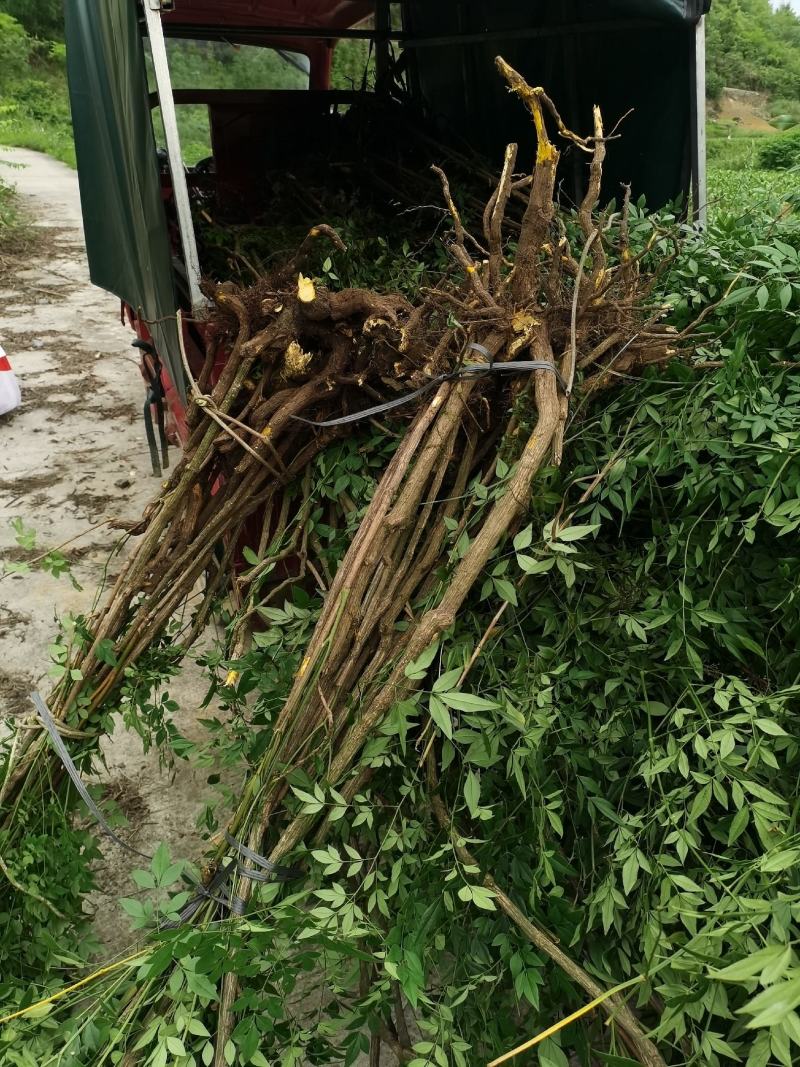 贵州野生精品下山桩南天竹