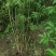 贵州野生精品下山桩南天竹