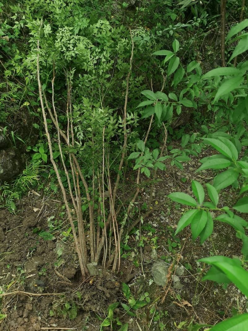 贵州野生精品下山桩南天竹