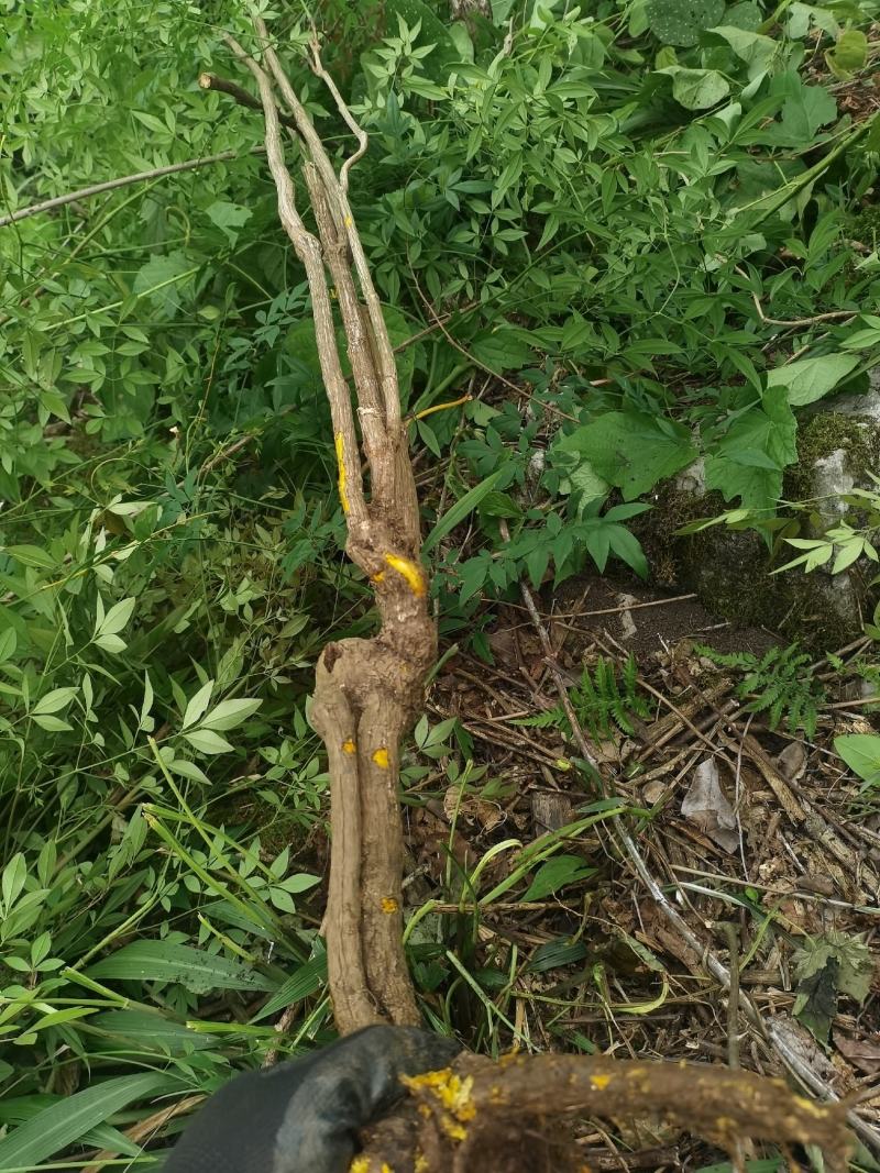 贵州野生精品下山桩南天竹