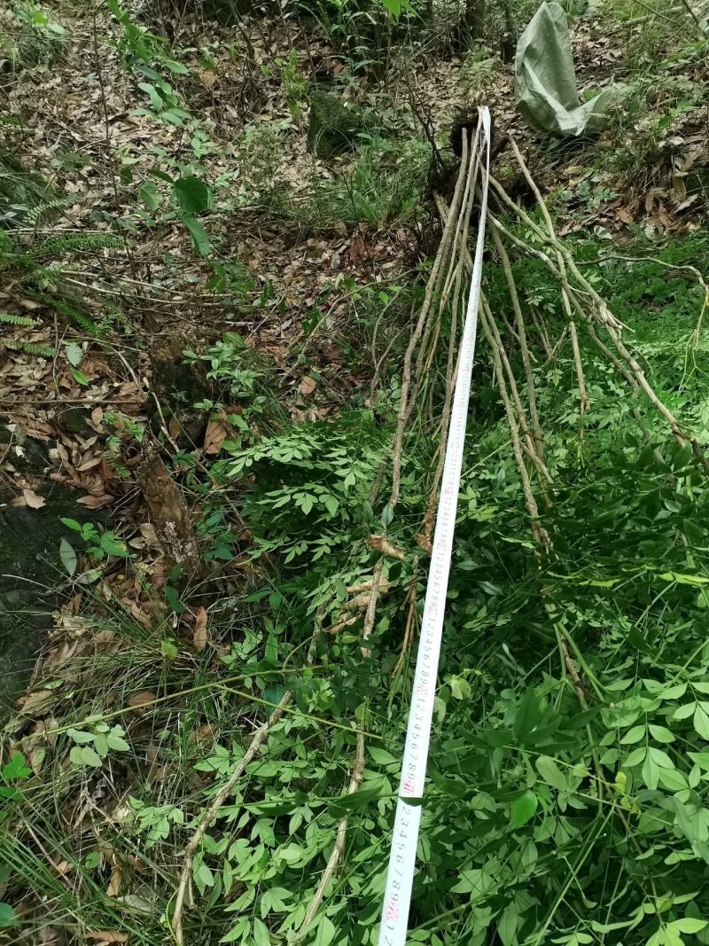 贵州野生精品下山桩南天竹