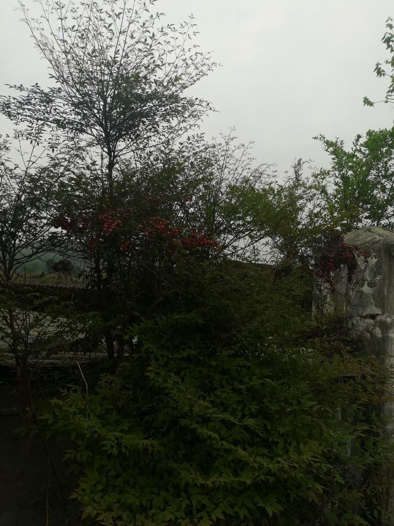 贵州野生精品下山桩南天竹