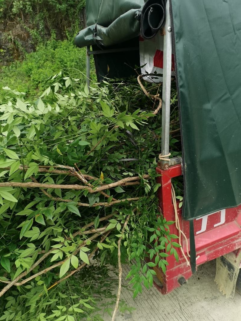 贵州野生精品下山桩南天竹