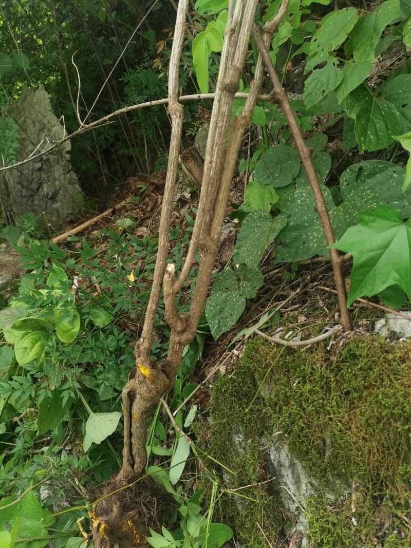 贵州野生精品下山桩南天竹