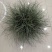 迷雾苔草盆栽阳台庭院花镜种植多年生观赏草