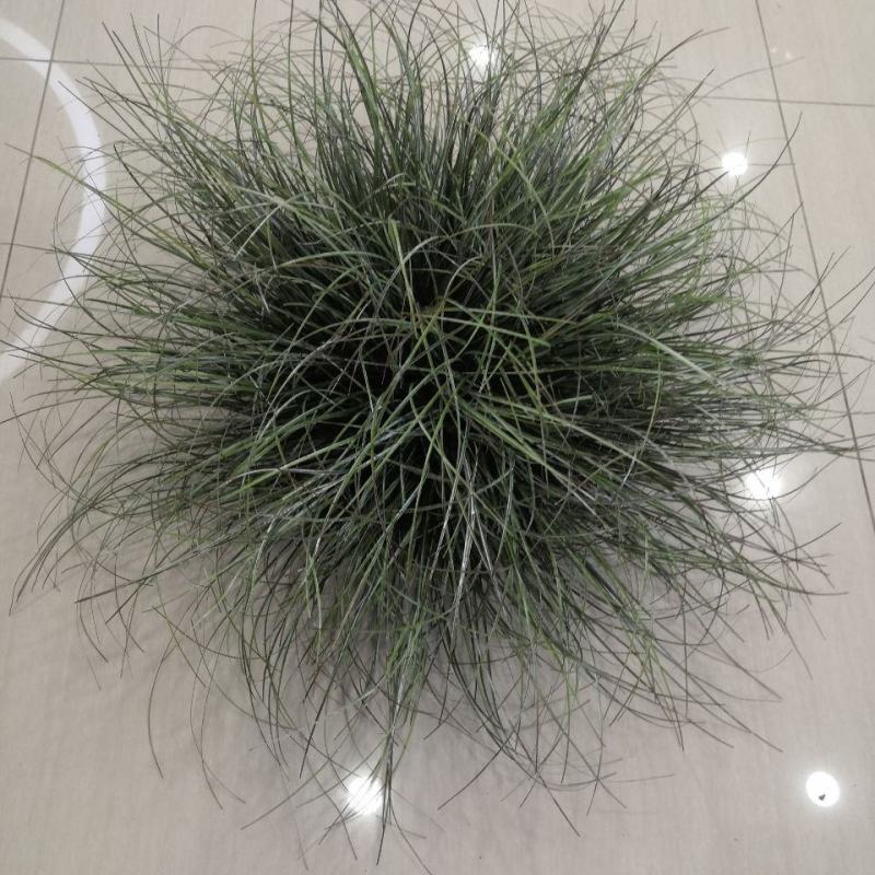 迷雾苔草盆栽阳台庭院花镜种植多年生观赏草