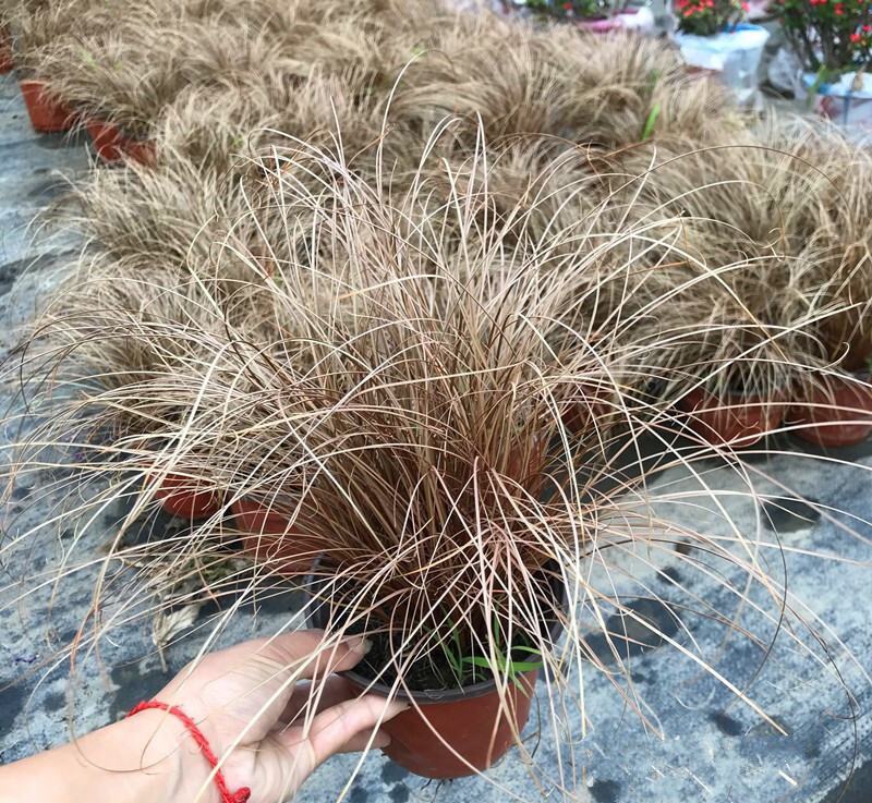 迷雾苔草盆栽阳台庭院花镜种植多年生观赏草