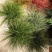 迷雾苔草盆栽阳台庭院花镜种植多年生观赏草