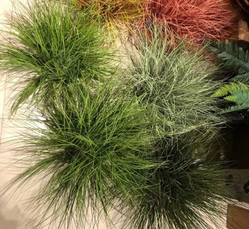 迷雾苔草盆栽阳台庭院花镜种植多年生观赏草