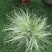 迷雾苔草盆栽阳台庭院花镜种植多年生观赏草