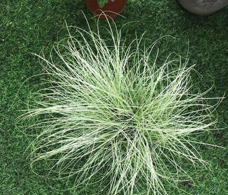 迷雾苔草盆栽阳台庭院花镜种植多年生观赏草