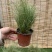 迷雾苔草盆栽阳台庭院花镜种植多年生观赏草