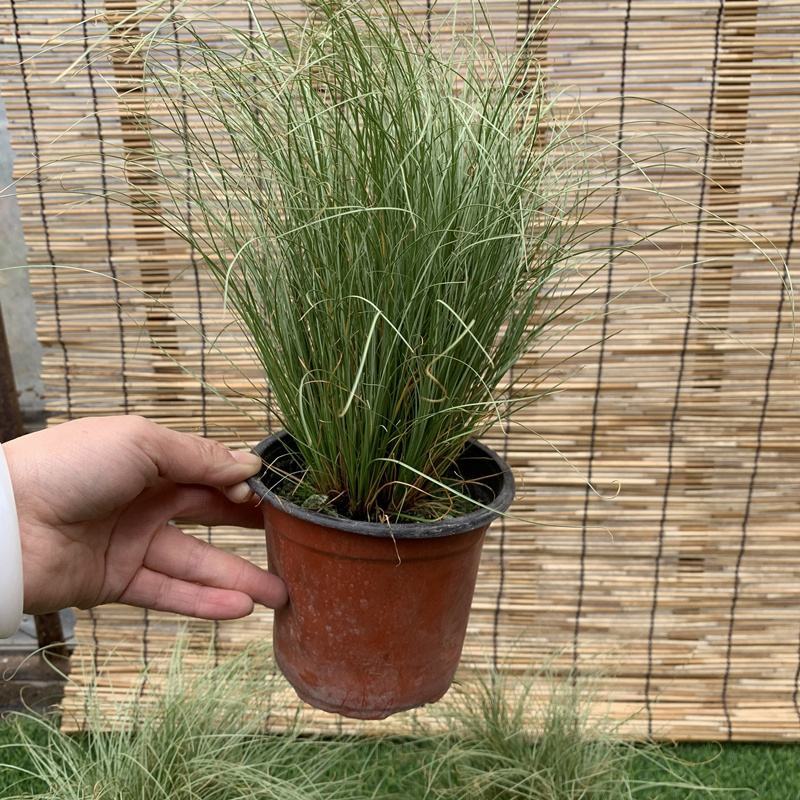 迷雾苔草盆栽阳台庭院花镜种植多年生观赏草