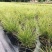 迷雾苔草盆栽阳台庭院花镜种植多年生观赏草