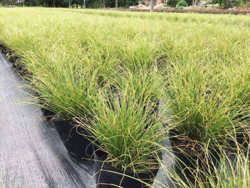 迷雾苔草盆栽阳台庭院花镜种植多年生观赏草