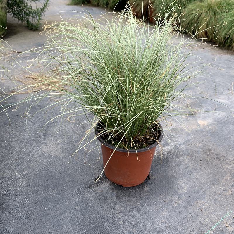 迷雾苔草盆栽阳台庭院花镜种植多年生观赏草