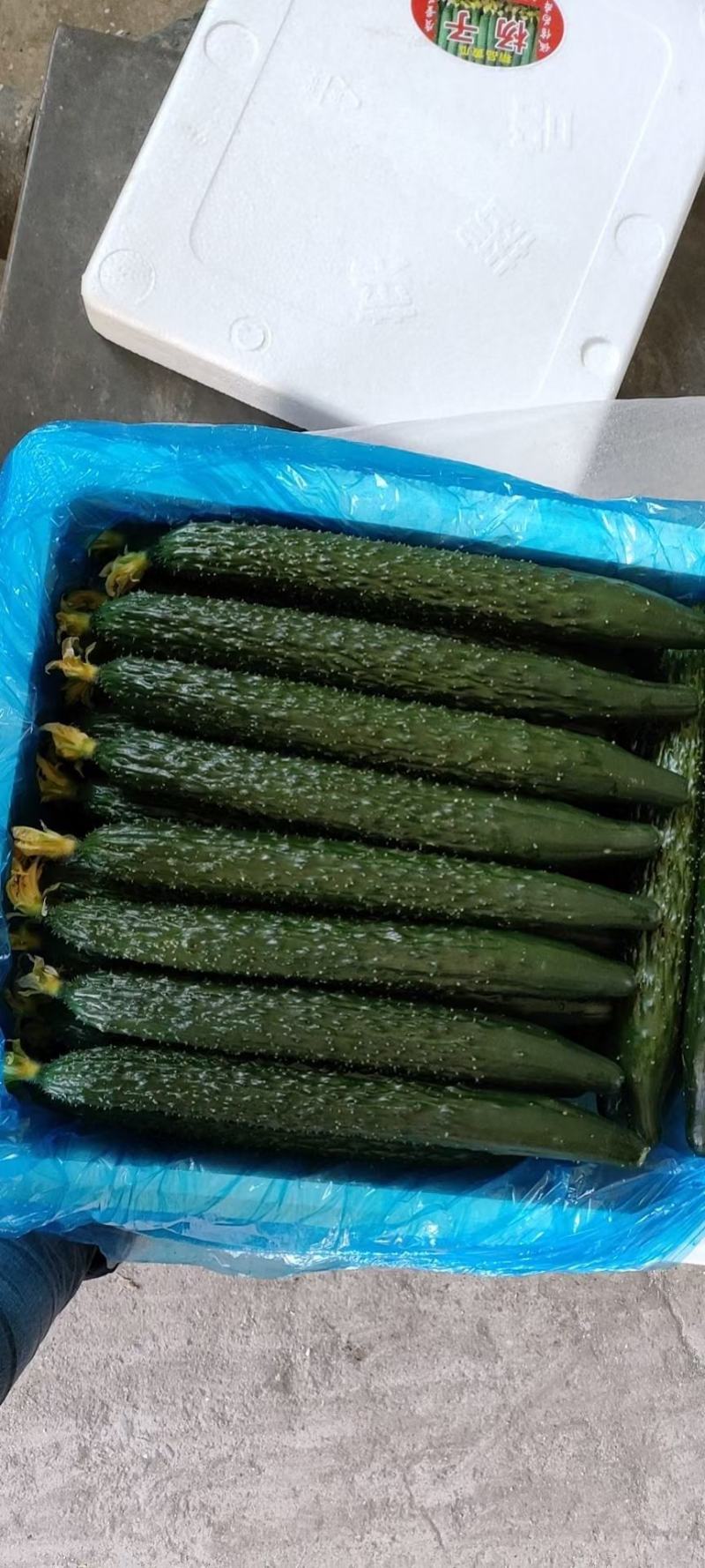 精品黄瓜