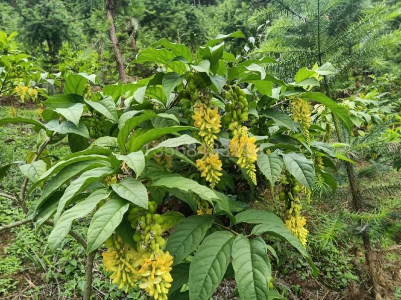 黄花倒水莲苗观林下喜阴药食同源种植