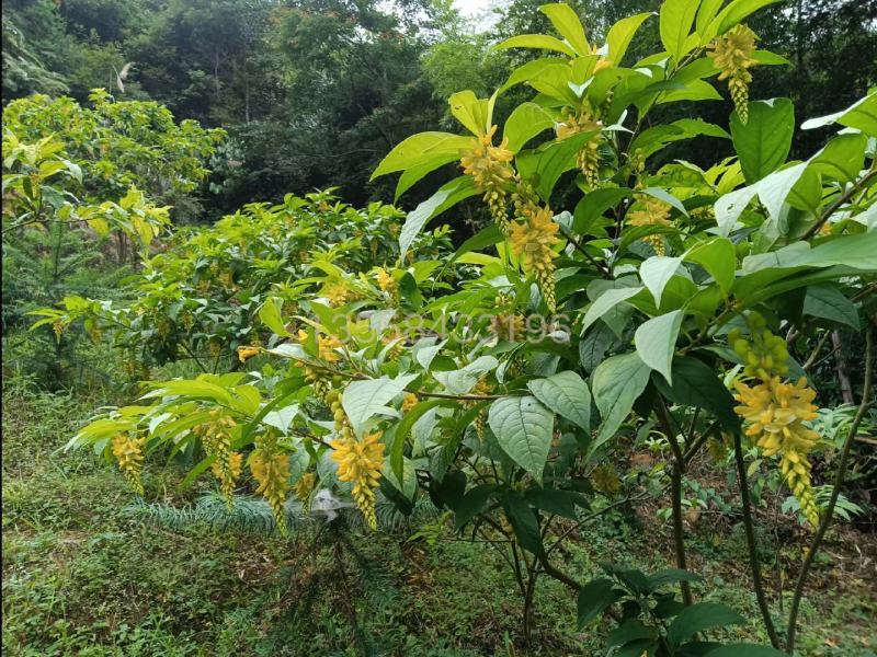黄花倒水莲苗观林下喜阴药食同源种植